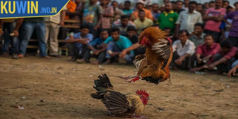 Đá gà tre là hình thức cá cược giải trí truyền thống có lịch sử lâu đời