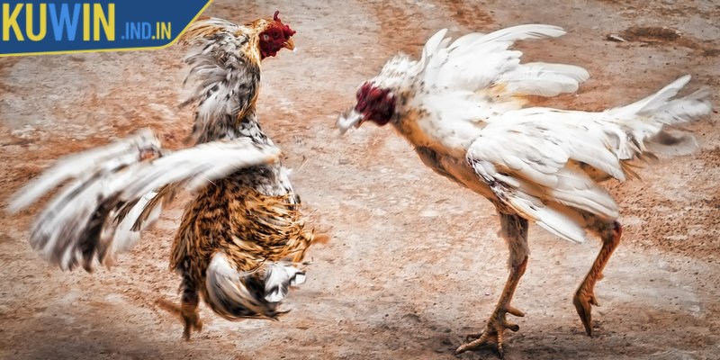 Nguồn gốc của đá gà cựa dao