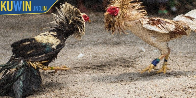 Bật mí về luật chơi của đá gà cựa dao