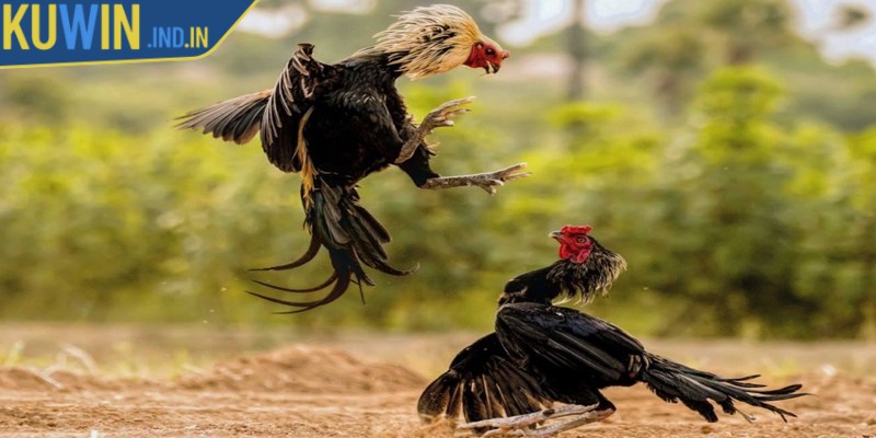 Những bí quyết cá cược đá gà cựa dao luôn thắng