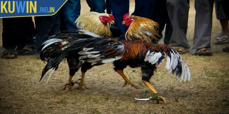 Áp dụng bí quyết từ cao thủ nhằm nâng cao hiệu quả khi đá gà cựa sắt
