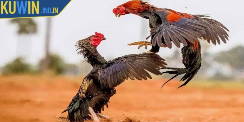 Đá gà nòi là hình thức giải trí cá cược hấp dẫn