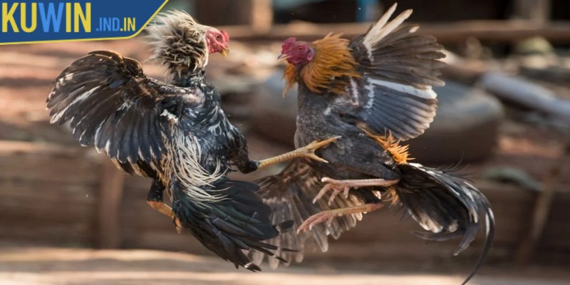 Những lưu ý quan trọng khi chơi đá gà nòi