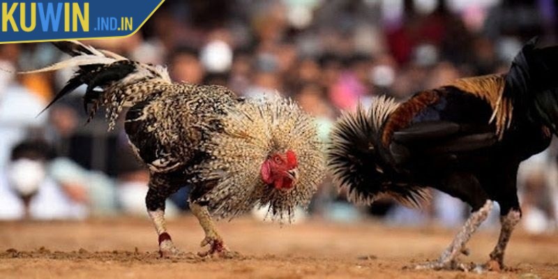 Đá gà Thomo là một loại hình chọi gà truyền thống có nguồn gốc từ Campuchia