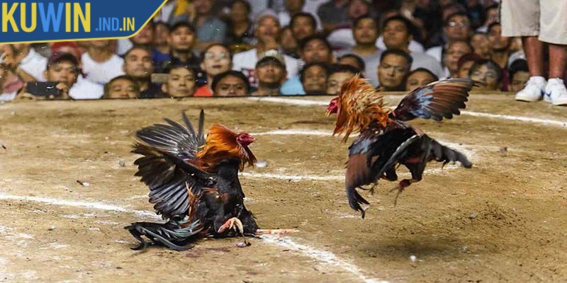Nắm chắc các quy định trong Đá gà Thomo để có chiến thuật cược hợp lý